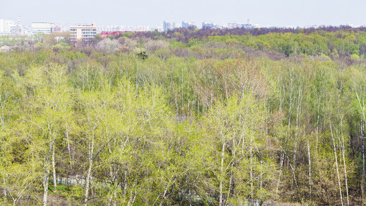 城市公园的空中观察与青绿树叶和莫斯科市住宅区在春天图片