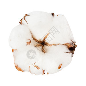 白底孤立的棉花植物枯熟圆壳图片