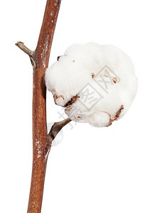 白底孤立的树枝上棉花植物成熟枯燥圆柱图片
