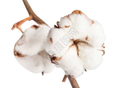 两片成熟的棉花植物白种树枝上有棉花白种树枝上隔着两片成熟的棉花图片