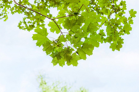 蓝天空背景的野树自然绿色分支图片