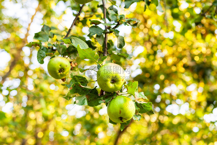 夏季日落时果园树枝上的成熟苹果背景模糊图片