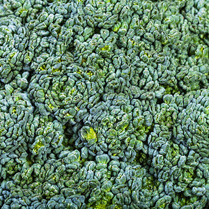 天然食物广场背景卷心菜上的绿色西兰花特写图片
