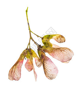 白底隔离的amur映像树鞑靼粉红色种子图片