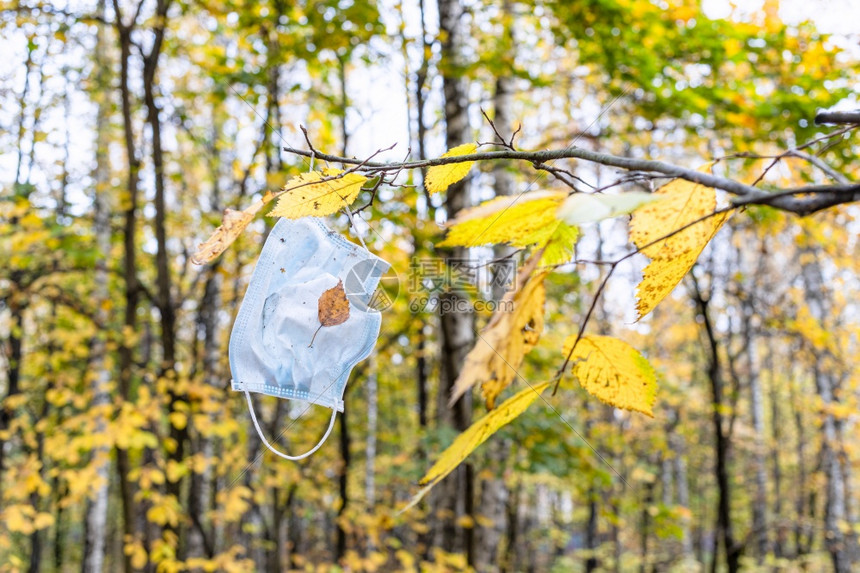 秋天在市公园树枝上挂黄色叶子图片