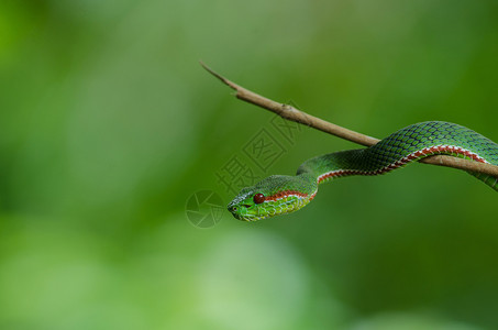 波普泰国森林中的青蛇TrimeresurusPopeiapopeiorum图片