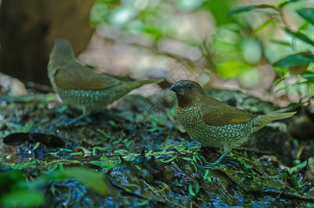 泰国自然界的鳞片胸文鸟Lonchurapunctulata图片