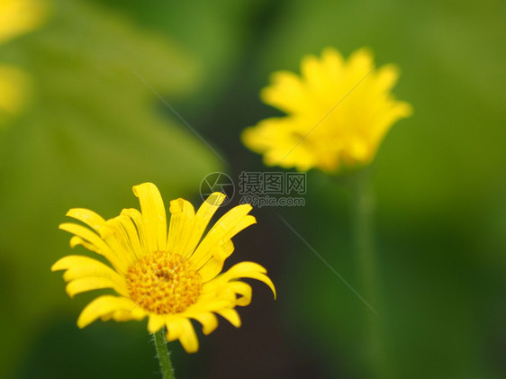 森林中的黄菊花图片