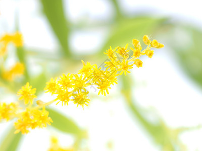 金花朵草药图片