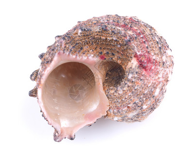 海蜗牛白色背景的海壳背景