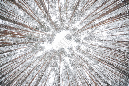 下雪时的森林冬天图片