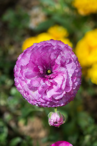紫色温馨康乃馨花骨朵图片