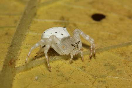昆虫蜘蛛背景图片