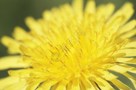 紧闭的黄色花朵植物群自然黄色的背景图片