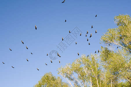 高的秃鹫和棉木树里德米勒秃鹰背景图片
