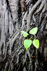 白玉菩提泰国旅行自然博迪树设计图片