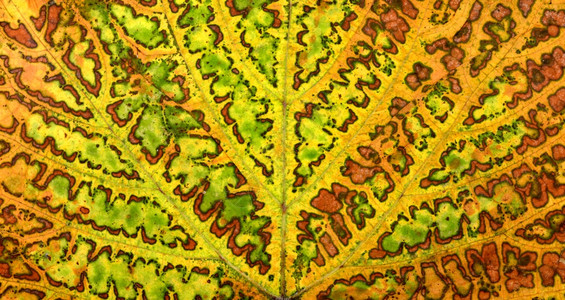 秋天树叶纹理图片