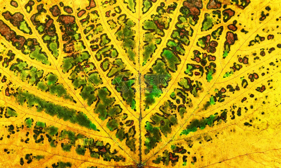 秋季树叶纹理图片