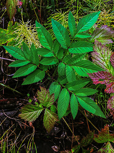 自然森林植物图片