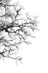 天空之下蔓延的树枝图片