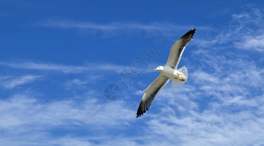 天空飞翔的海鸥背景图片