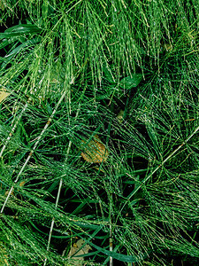 森林植物绿草马尾树叶色自然图片
