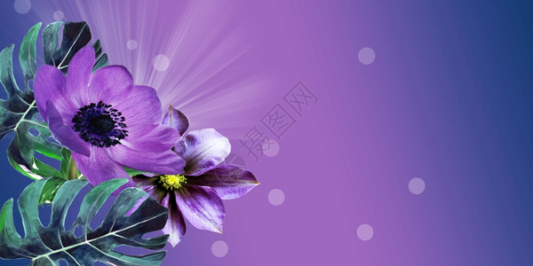 紫色的花瓣朵植物图片