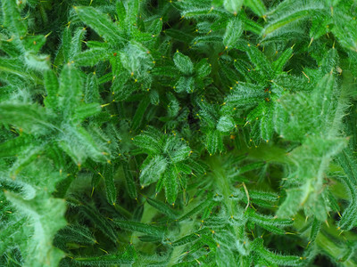 绿色毛茸花园背景纹理和刺穿的沙吉植物宏观图片