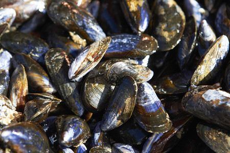 食物蚌关闭海产品市场上新鲜的鱼壳生图片