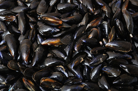 海洋食物贝壳蚌图片