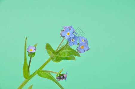 蓝色小花图片