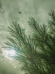 户外的绿色松树背景图片