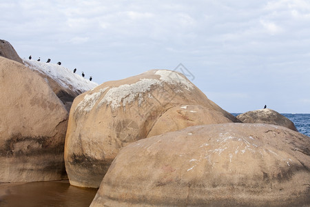 禽类羽毛鸟在非洲马拉维湖的岩层图片