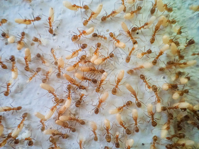 昆虫蚂蚁图片