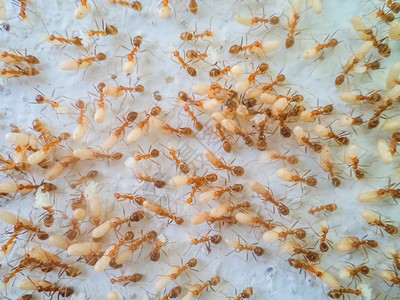 撤离闪电昆虫蚂蚁在移动鸡蛋以逃离洪水图片