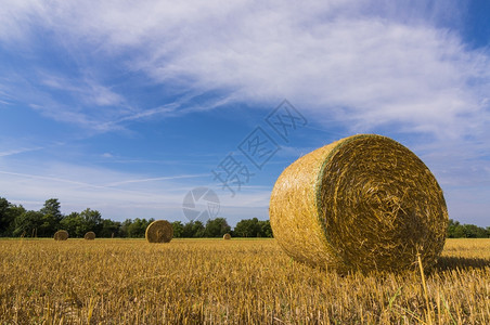 农业景观和干草树场地稻小麦图片