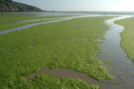 海藻绿色滨入侵草顶点图片