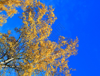 蓝天下的黄色树叶图片