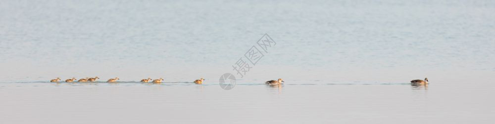 年轻的成人水Makgadikgadi平底锅中的鸭子家族博茨瓦纳背景图片