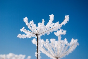 西娅冷冻艾欧亚在背景蓝天冬风的冻花图片