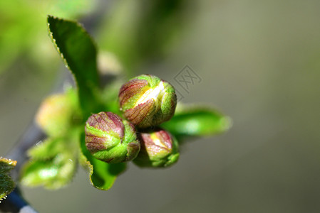 春天植物学苹果树花芽户外密室细节图片
