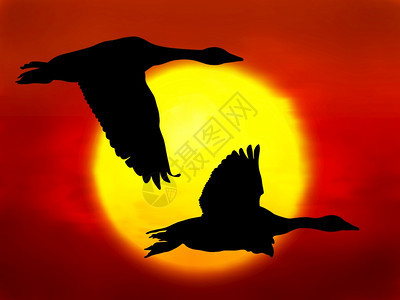 飞行太阳以日落为背景的飞鹅插图鸟图片