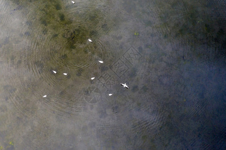 湖白色的无人机一群白海鸥在春天从上方射出水面的泉源下图片