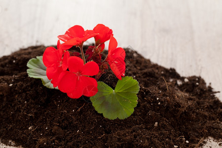 新的在原生土壤上长的红花叶子出生图片