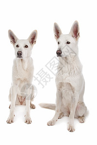 纯种白色的牧羊犬在背景前的两只白色牧羊犬正面图片