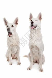 正面国内的小狗白色牧羊犬在背景前的两只白色牧羊犬图片