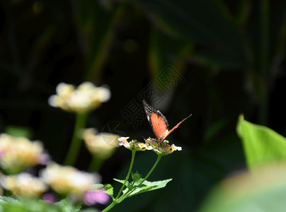 以橙色的黑蝴蝶为双翼张开黑色的花自然图片