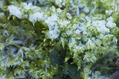 冬季的冻结苔藓图片