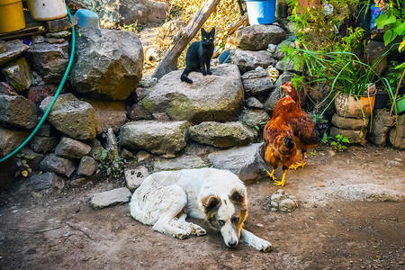 农场母鸡后院的动物家养狗犬小鸡后院的动物家庭孩子们图片