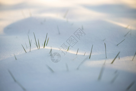 雪地上的毛毛草图片